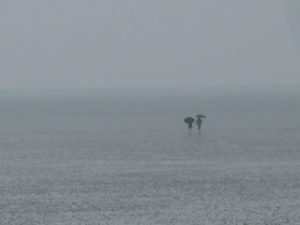 ein Paar läuft mit Regenschirmen durch das Wattenmeer. (Sehnsucht)