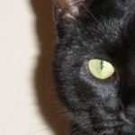 Halbes Gesicht einer schwarzen Katze. Das Auge stict dadurch sehr hervor.